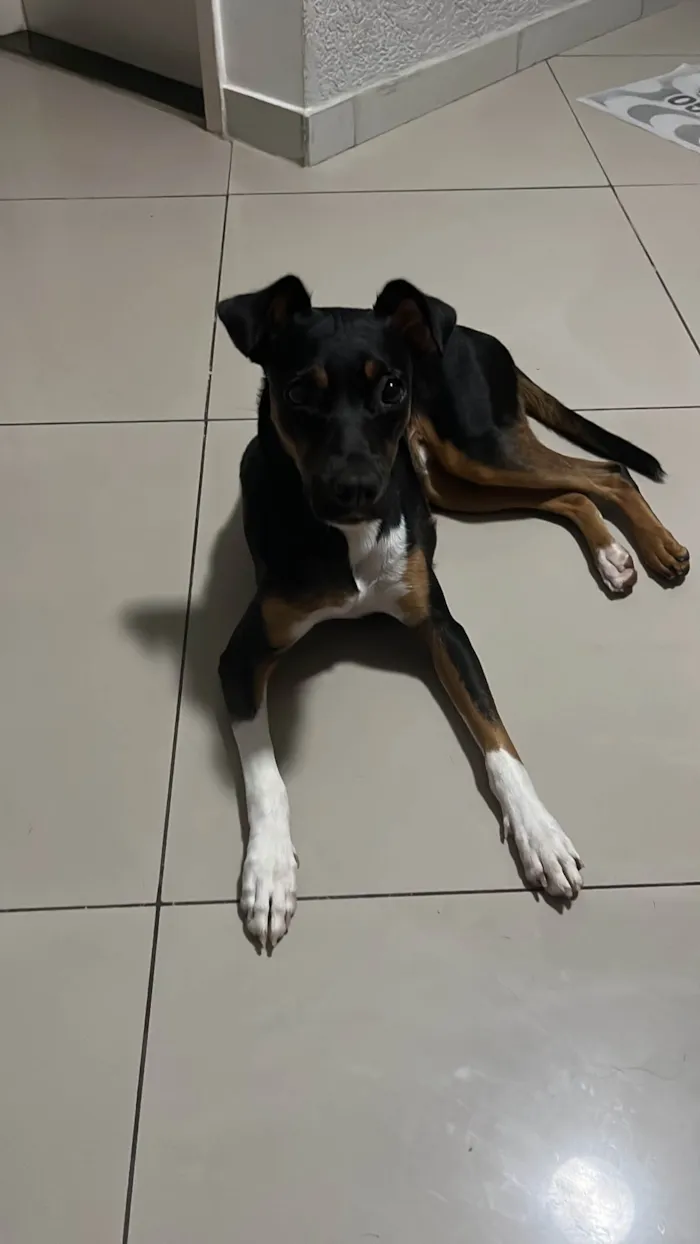 Cachorro ra a SRD-ViraLata idade 1 ano nome Luna