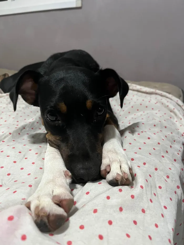 Cachorro ra a SRD-ViraLata idade 1 ano nome Luna