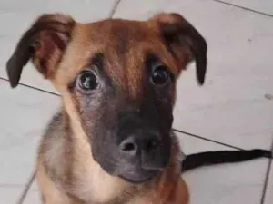 Cachorro raça SRD-ViraLata idade 2 a 6 meses nome CUCO