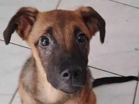 Cachorro ra a SRD-ViraLata idade 2 a 6 meses nome CUCO