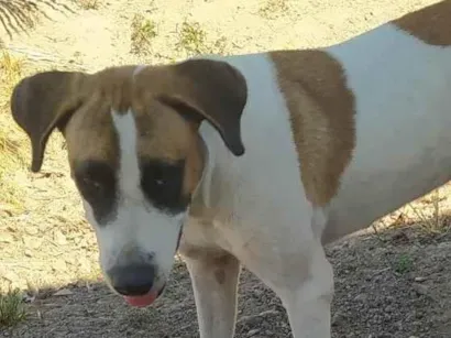 Cachorro raça SRD-ViraLata idade 1 ano nome Bordado 