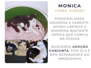 Gato raça SRD-ViraLata idade 2 a 6 meses nome Mônica 