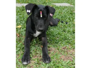 Cachorro raça SRD-ViraLata idade 2 a 6 meses nome Pretinha