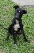 Pretinha