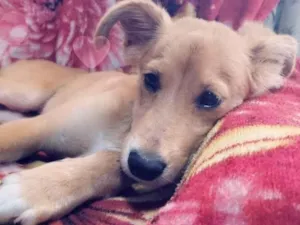 Cachorro raça mix idade 7 a 11 meses nome Ruivinho