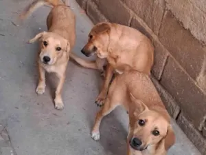 Cachorro raça SRD-ViraLata idade 7 a 11 meses nome Magrela