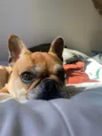 Meg
