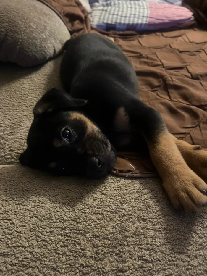 Cachorro ra a SRD-ViraLata idade 2 a 6 meses nome Bento