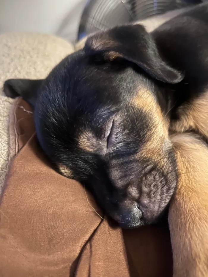 Cachorro ra a SRD-ViraLata idade 2 a 6 meses nome Bento