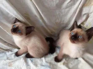 Gato raça SRD-ViraLata idade 2 a 6 meses nome Gatinhos para adoção 