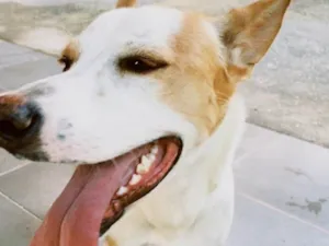 Cachorro raça SRD-ViraLata idade 4 anos nome Kika