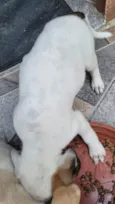 Joaninha