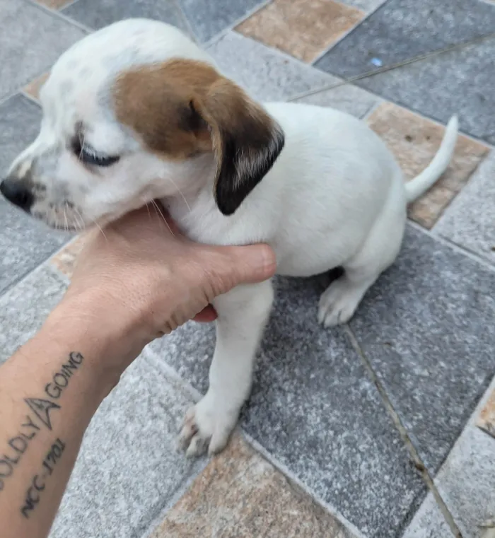 Cachorro ra a SRD-ViraLata idade Abaixo de 2 meses nome Joaninha