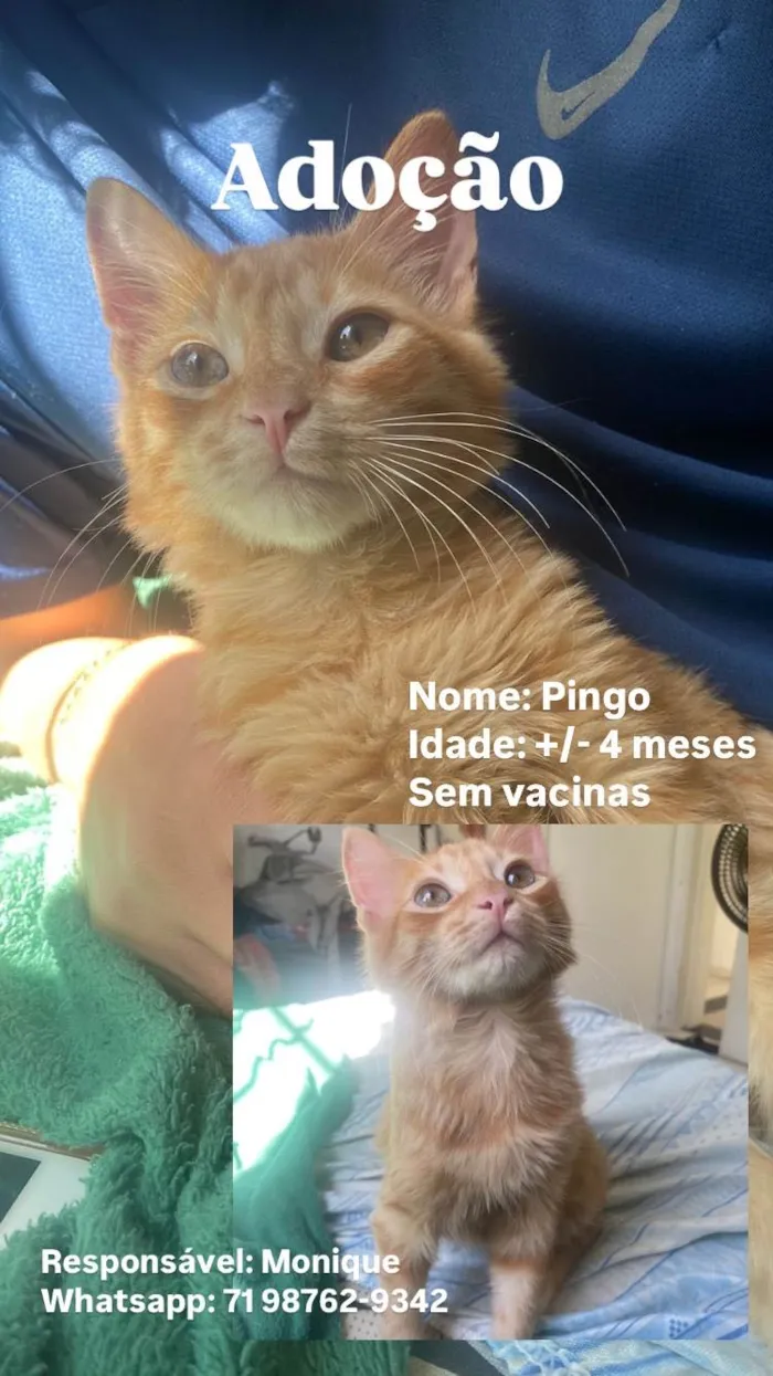 Gato ra a SRD-ViraLata idade 2 a 6 meses nome Pingo
