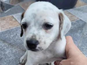 Cachorro raça SRD-ViraLata idade Abaixo de 2 meses nome Joaninha