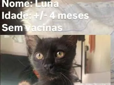 Gato ra a SRD-ViraLata idade 2 a 6 meses nome Luna
