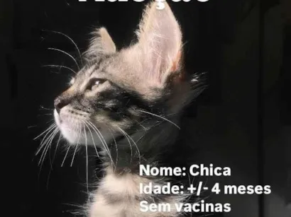 Gato raça SRD-ViraLata idade 2 a 6 meses nome Chica