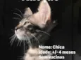 Chica