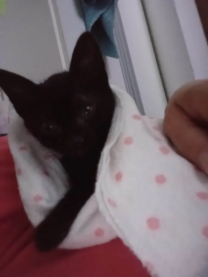 Gato ra a SRD-ViraLata idade 2 a 6 meses nome PANTERINHA