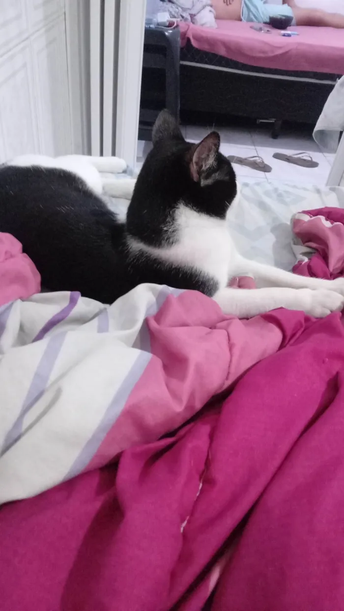 Gato ra a SRD-ViraLata idade 7 a 11 meses nome Chico