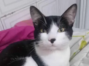 Gato raça SRD-ViraLata idade 7 a 11 meses nome Chico