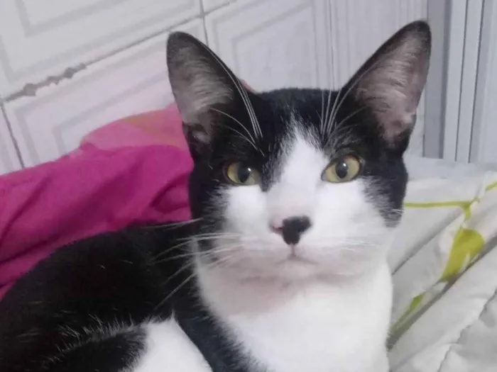 Gato ra a SRD-ViraLata idade 7 a 11 meses nome Chico