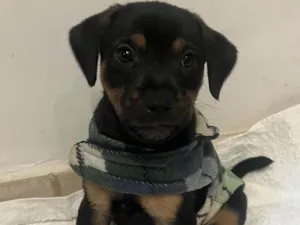 Cachorro raça SRD-ViraLata idade 2 a 6 meses nome Bento