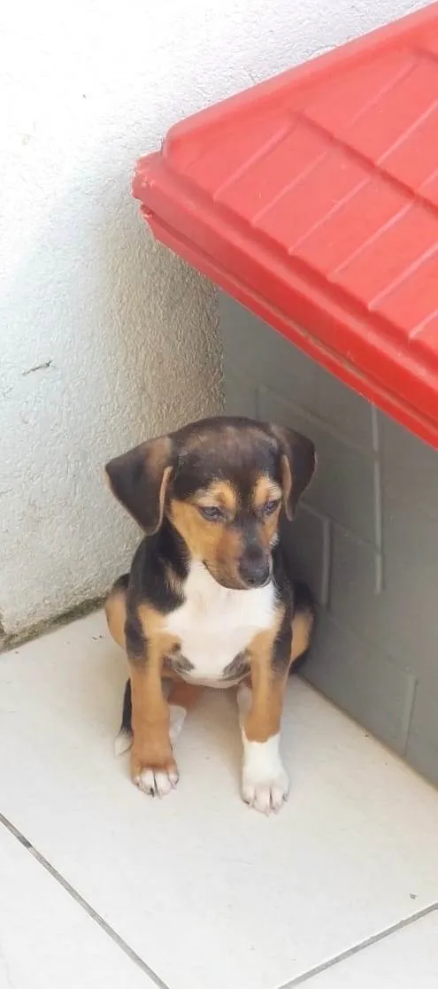 Cachorro ra a SRD-ViraLata idade 2 a 6 meses nome Chloe