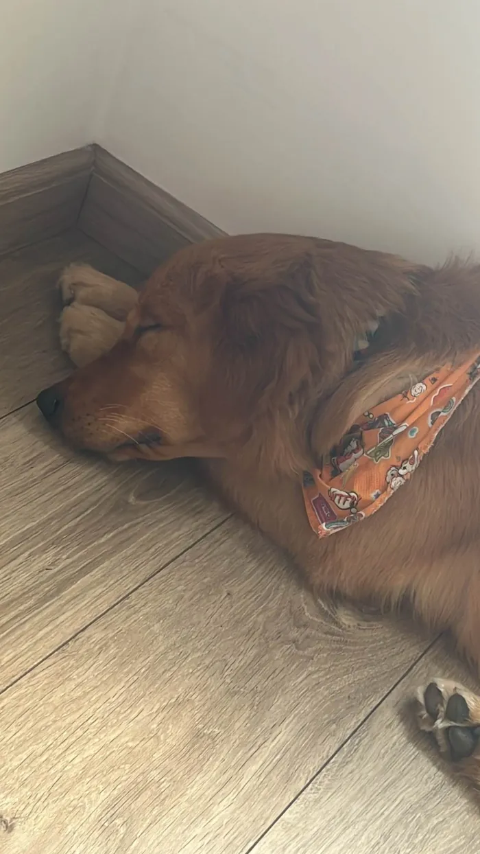 Cachorro ra a Golden Retriever idade 1 ano nome ZEZÉ