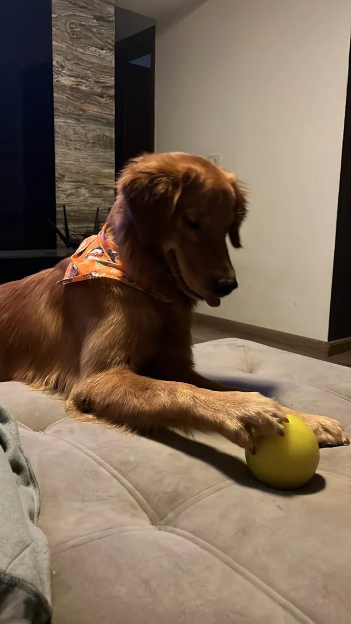 Cachorro ra a Golden Retriever idade 1 ano nome ZEZÉ