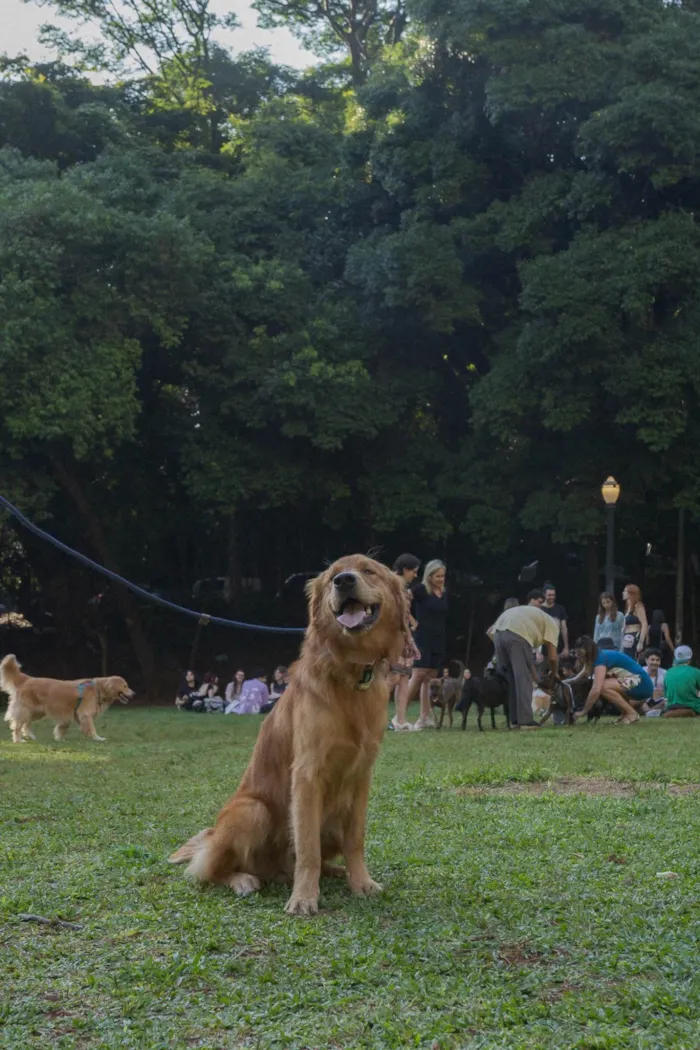 Cachorro ra a Golden Retriever idade 1 ano nome ZEZÉ