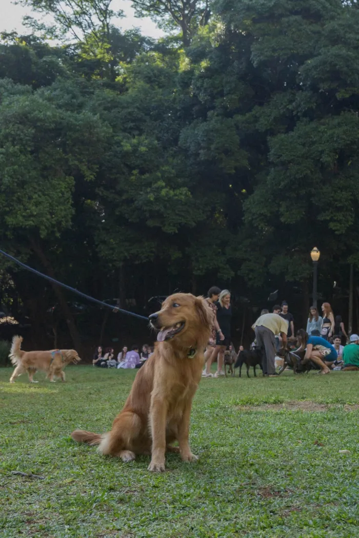 Cachorro ra a Golden Retriever idade 1 ano nome ZEZÉ