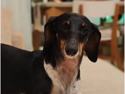 Cachorro raça Basset-Cofap idade 4 anos nome Lua