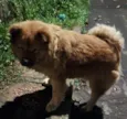 CHOW CHOW