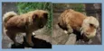 CHOW CHOW