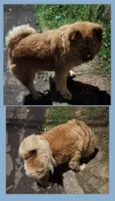 CHOW CHOW