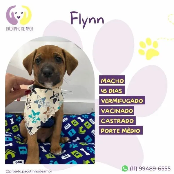 Cachorro ra a SRD-ViraLata idade 2 a 6 meses nome Flynn