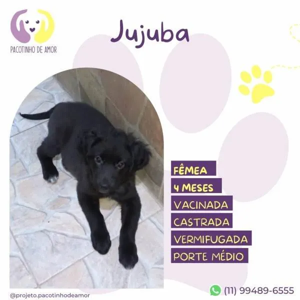 Cachorro ra a SRD-ViraLata idade 2 a 6 meses nome Jujuba