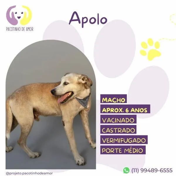 Cachorro ra a SRD-ViraLata idade 1 ano nome Apolo
