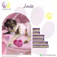 Jade
