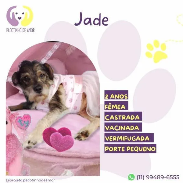 Cachorro ra a SRD-ViraLata idade 1 ano nome Jade