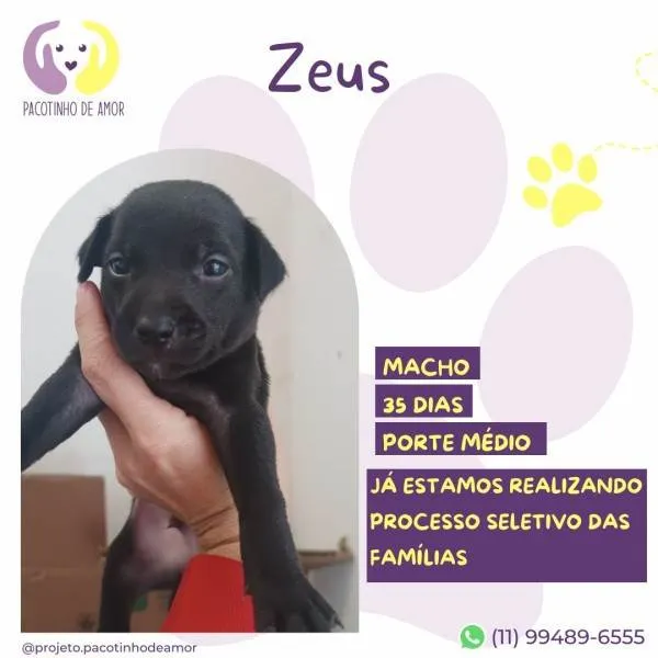 Cachorro ra a SRD-ViraLata idade 2 a 6 meses nome Zeus