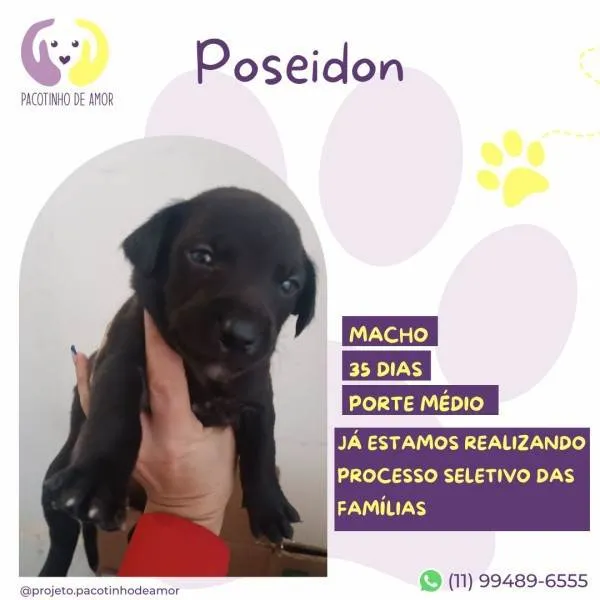 Cachorro ra a SRD-ViraLata idade 2 a 6 meses nome Poseidon