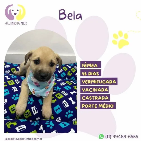 Cachorro ra a SRD-ViraLata idade 2 a 6 meses nome Bela