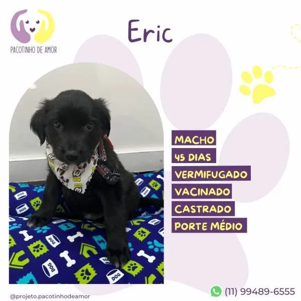 Cachorro ra a SRD-ViraLata idade 2 a 6 meses nome Eric