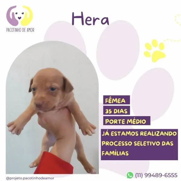 Cachorro ra a SRD-ViraLata idade 2 a 6 meses nome Hera