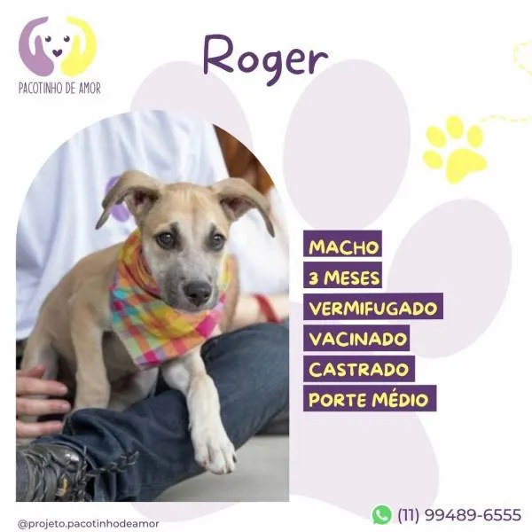 Cachorro ra a SRD-ViraLata idade 2 a 6 meses nome Roger