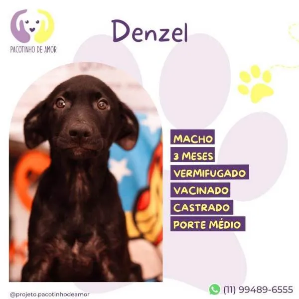 Cachorro ra a SRD-ViraLata idade 2 a 6 meses nome Denzel