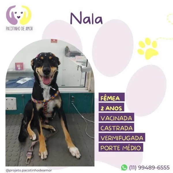 Cachorro ra a SRD-ViraLata idade 1 ano nome Nala
