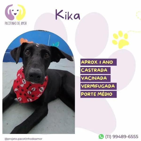 Cachorro ra a SRD-ViraLata idade 1 ano nome Kika